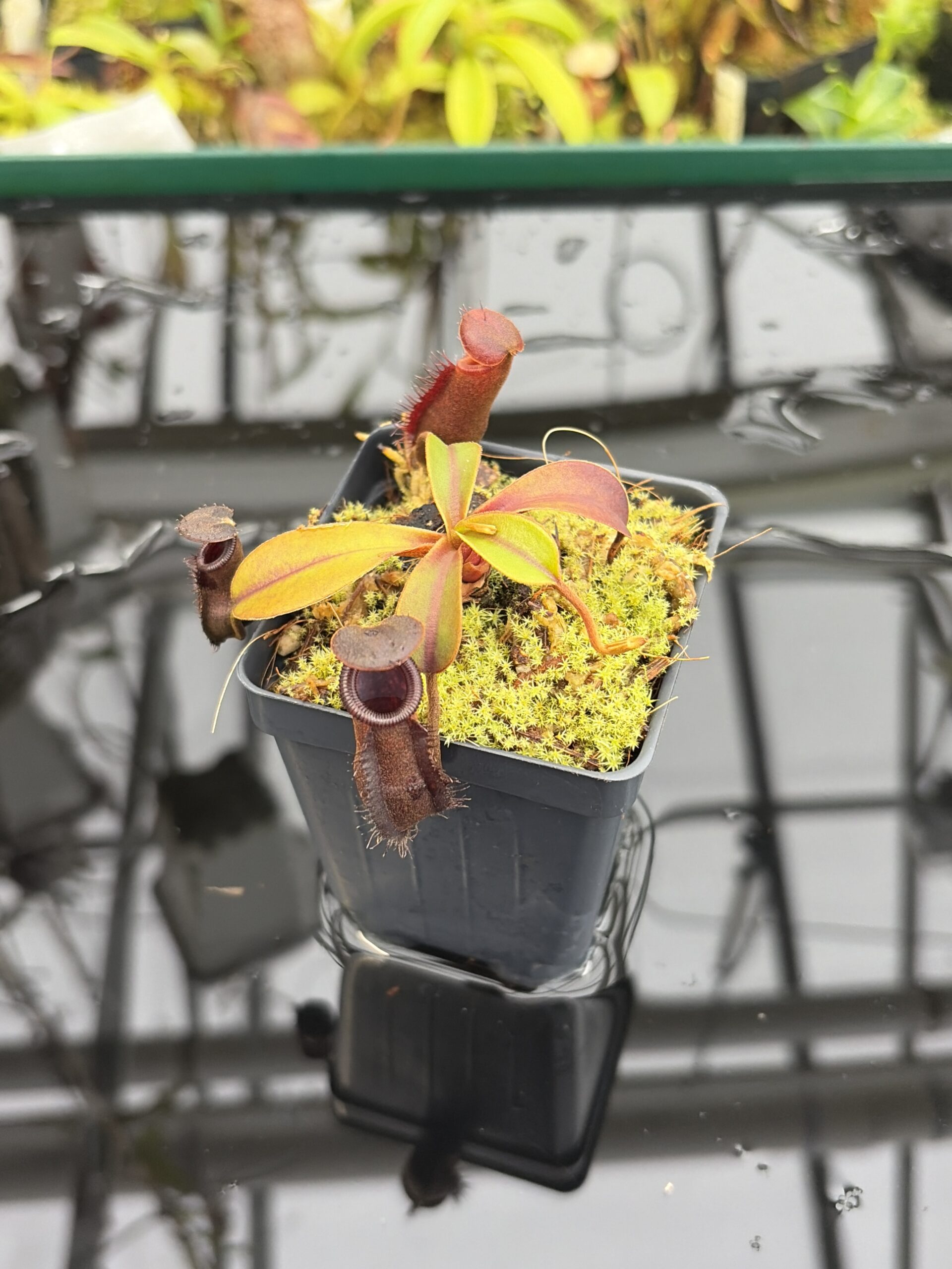 Close Up of Nepenthes muluensis x lowii | Borneo Exotics | BE-3128 | H27161