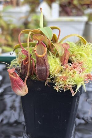 Close Up of Nepenthes murudensis (Gunung Murud, Borneo) | Andreas Wistuba | AW-01 | H27114