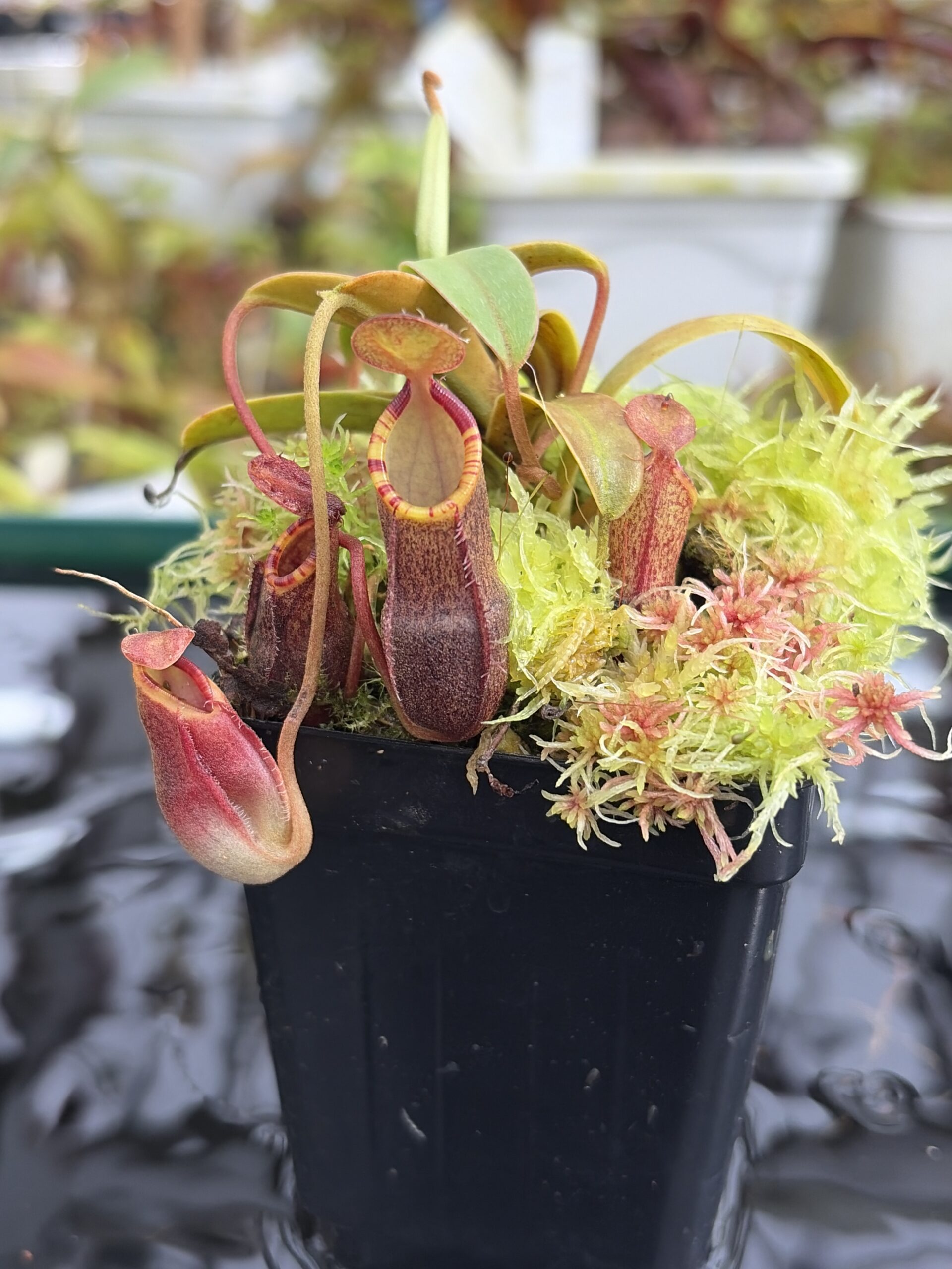 Close Up of Nepenthes murudensis (Gunung Murud, Borneo) | Andreas Wistuba | AW-01 | H27114