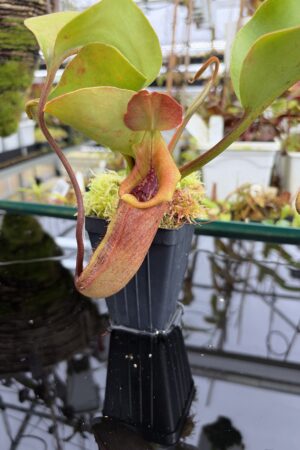 Close Up of Nepenthes nebularum (Mt. Mayo) | Andreas Wistuba | AW-05 | H27106