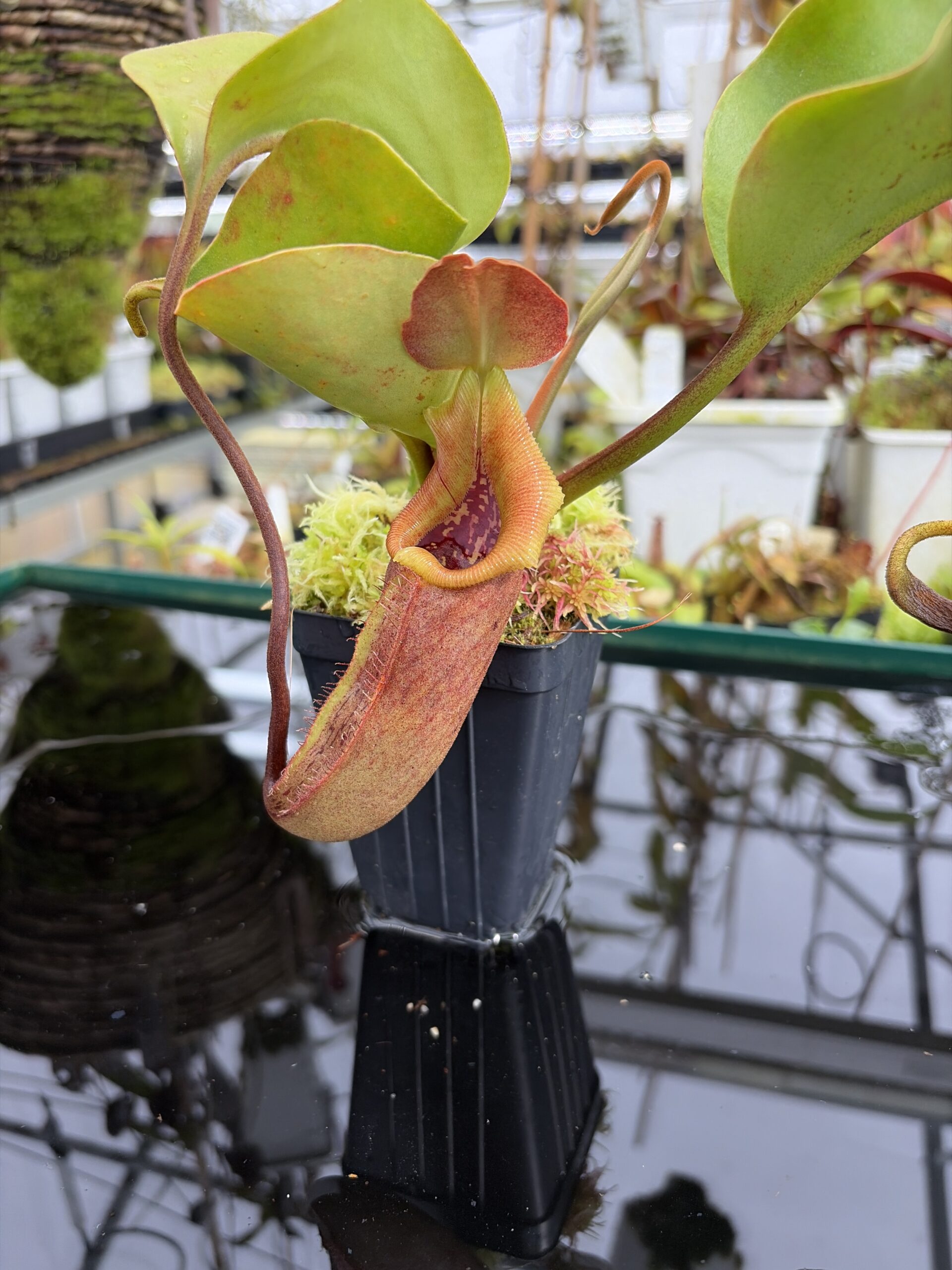 Close Up of Nepenthes nebularum (Mt. Mayo) | Andreas Wistuba | AW-05 | H27106