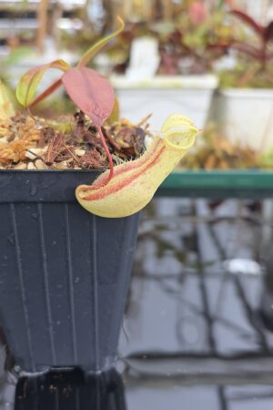 Close Up of Nepenthes neoguineensis | Borneo Exotics | BE-4539 | L27041
