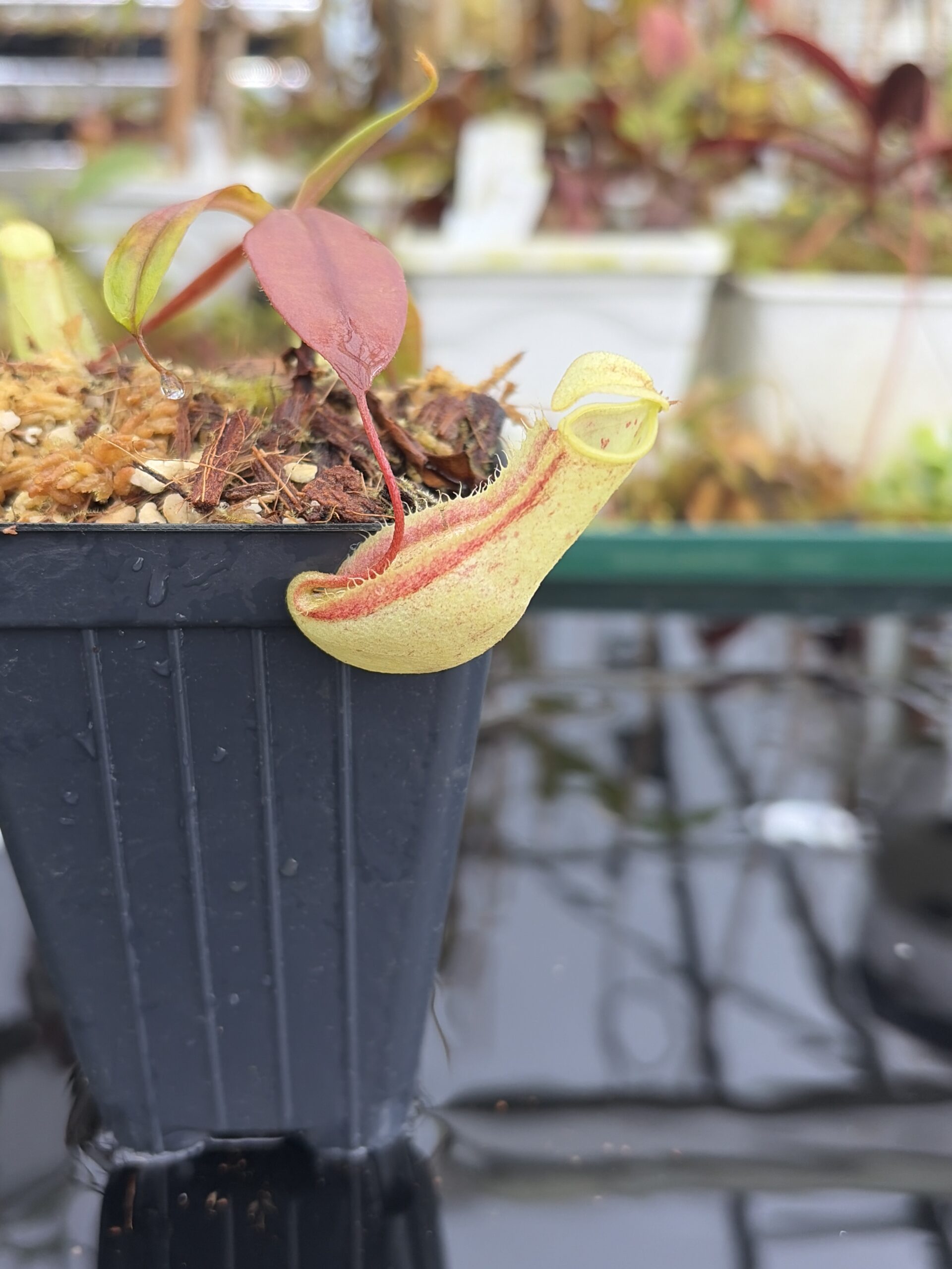 Close Up of Nepenthes neoguineensis | Borneo Exotics | BE-4539 | L27041