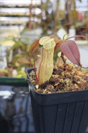 Close Up of Nepenthes neoguineensis | Borneo Exotics | BE-4539 | L27221