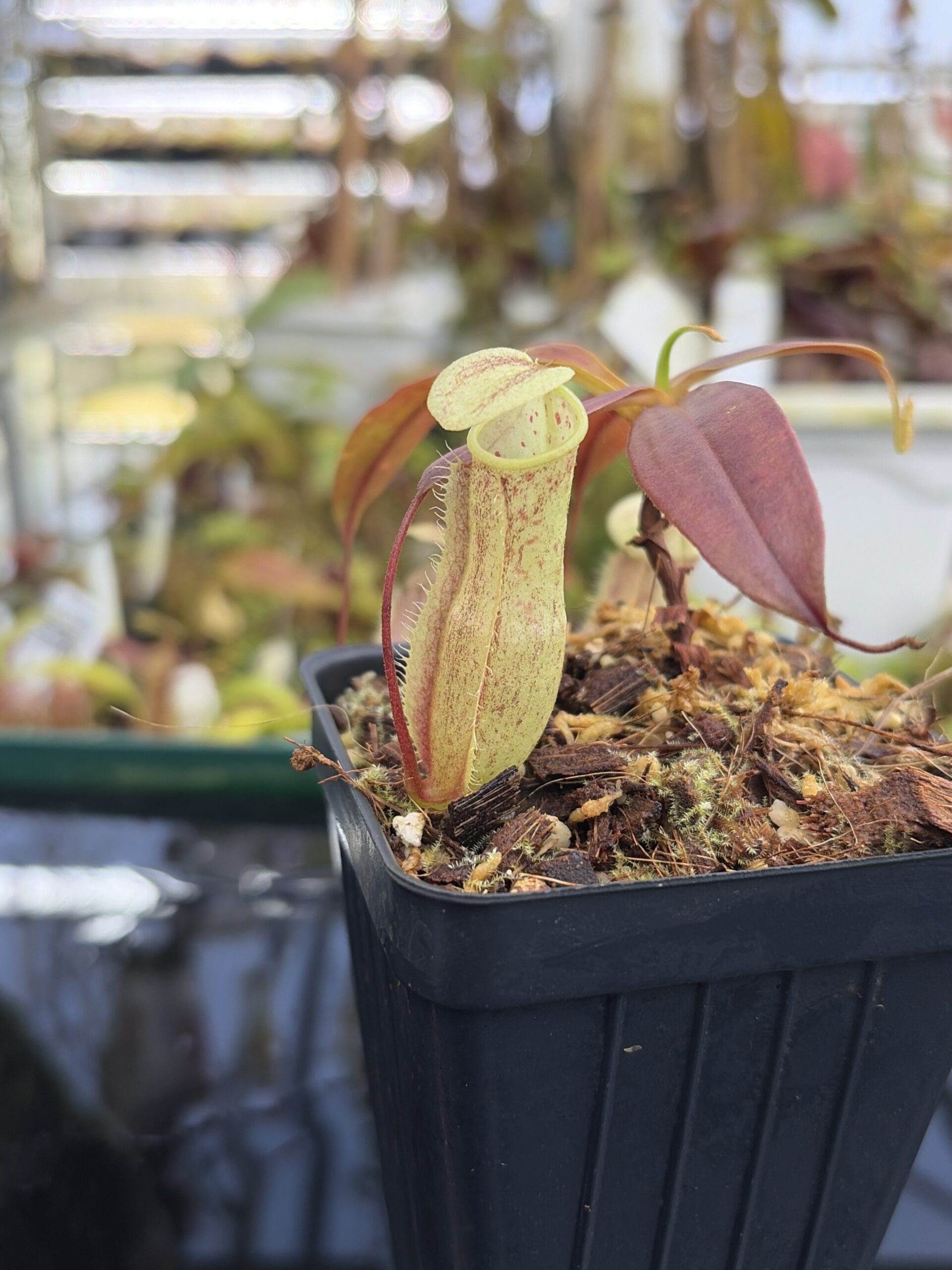 Close Up of Nepenthes neoguineensis | Borneo Exotics | BE-4539 | L27221