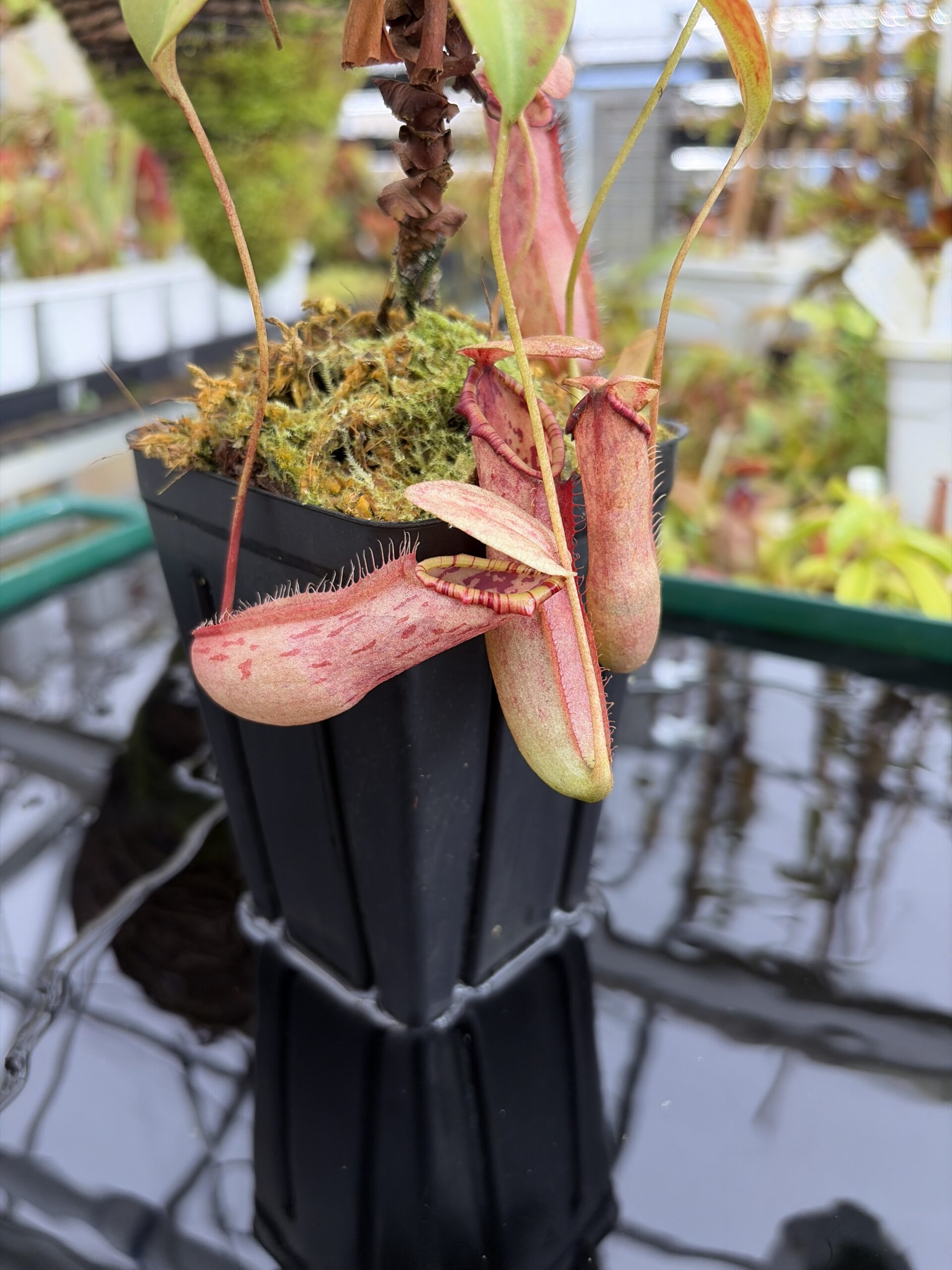 Close Up of Nepenthes northiana | Borneo Exotics | BE-3357 | L27333