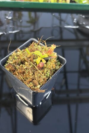 Close Up of Nepenthes ovata x villosa | Assorted Clones | Jeremiah Harris | JH-535 | H27293