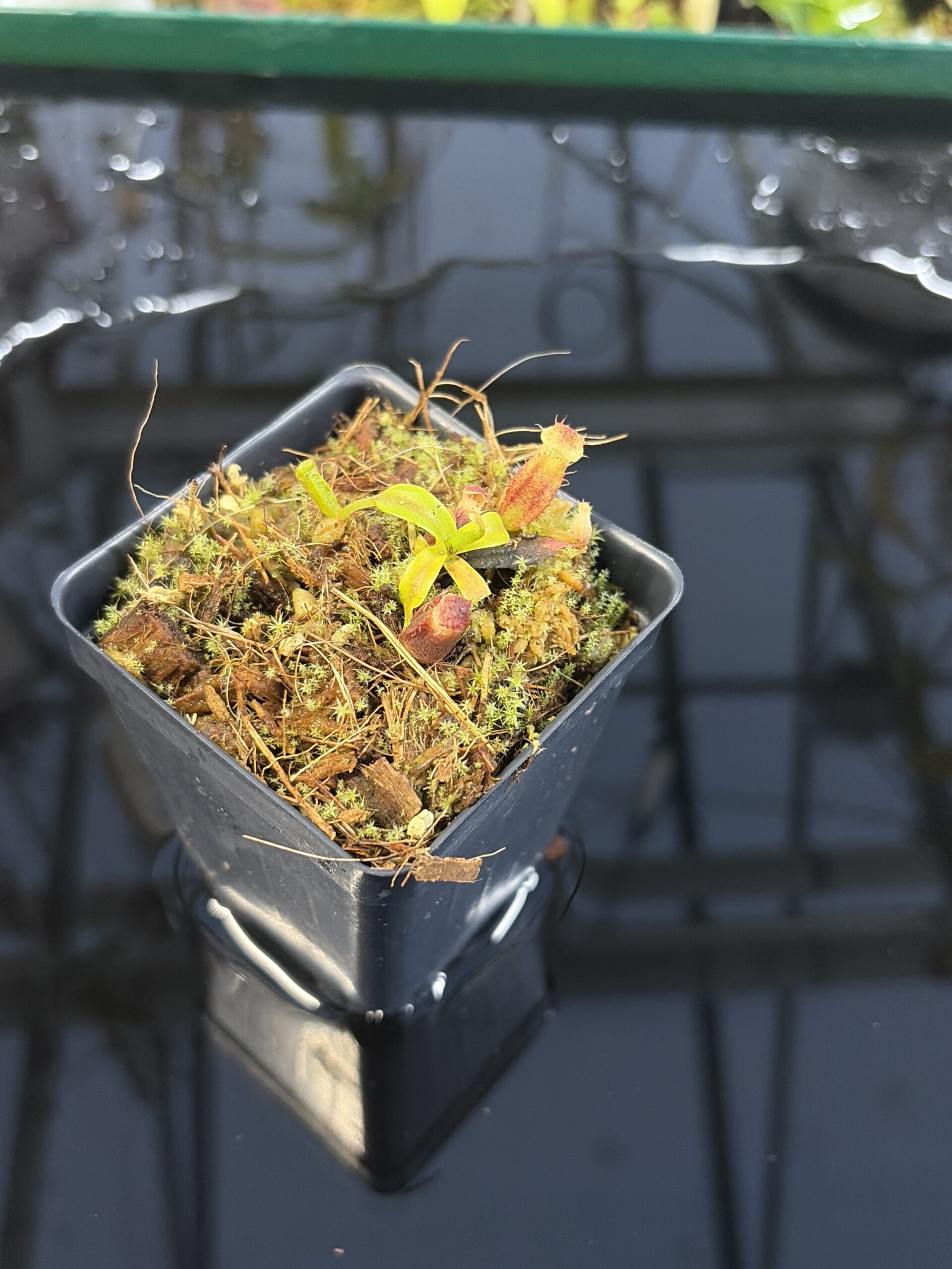 Close Up of Nepenthes ovata x villosa | Assorted Clones | Jeremiah Harris | JH-535 | H27293