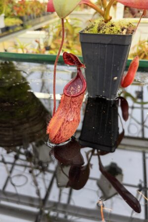 Close Up of Nepenthes peltata | Borneo Exotics | BE-4025 | IN27216