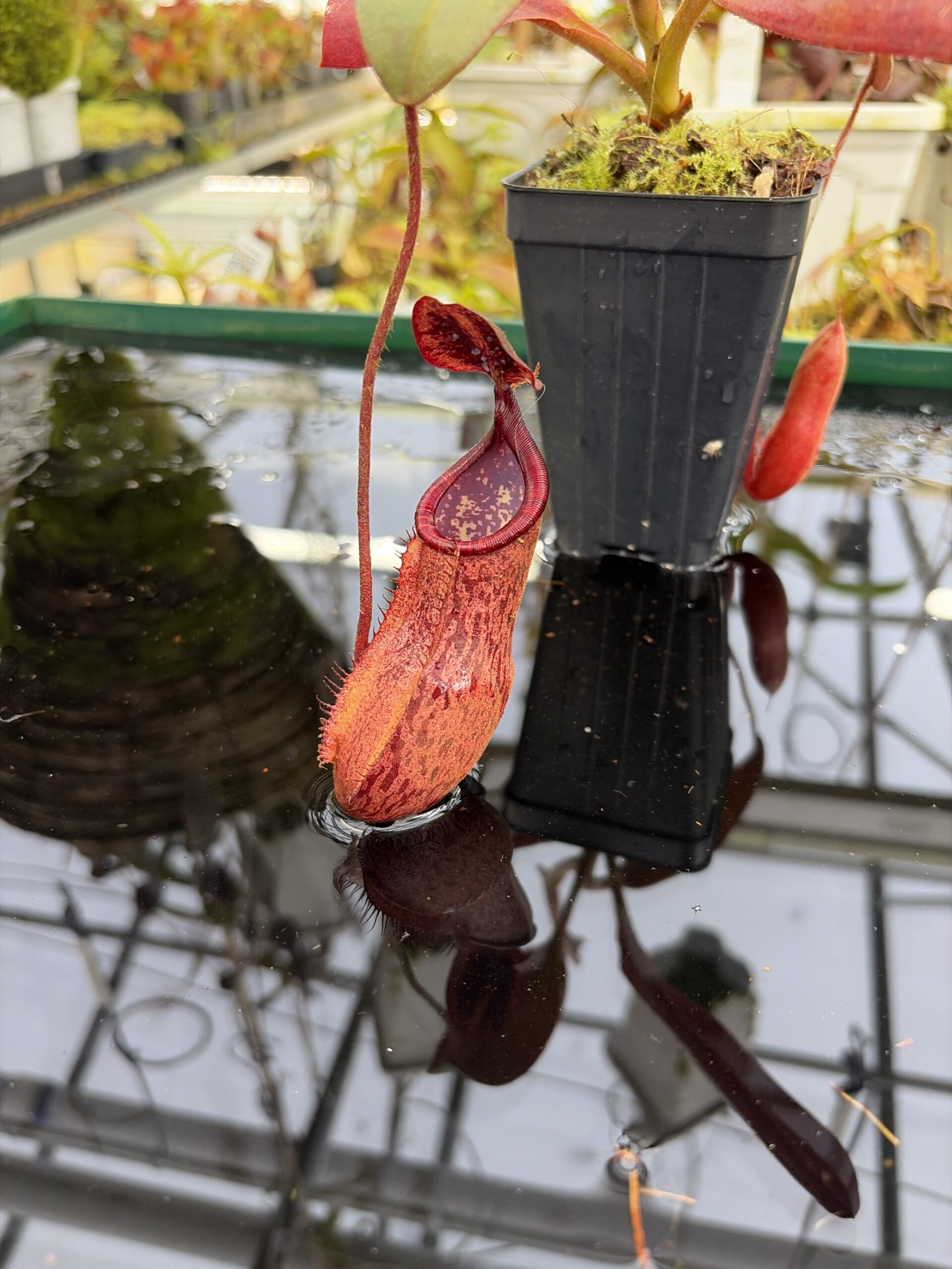 Close Up of Nepenthes peltata | Borneo Exotics | BE-4025 | IN27216