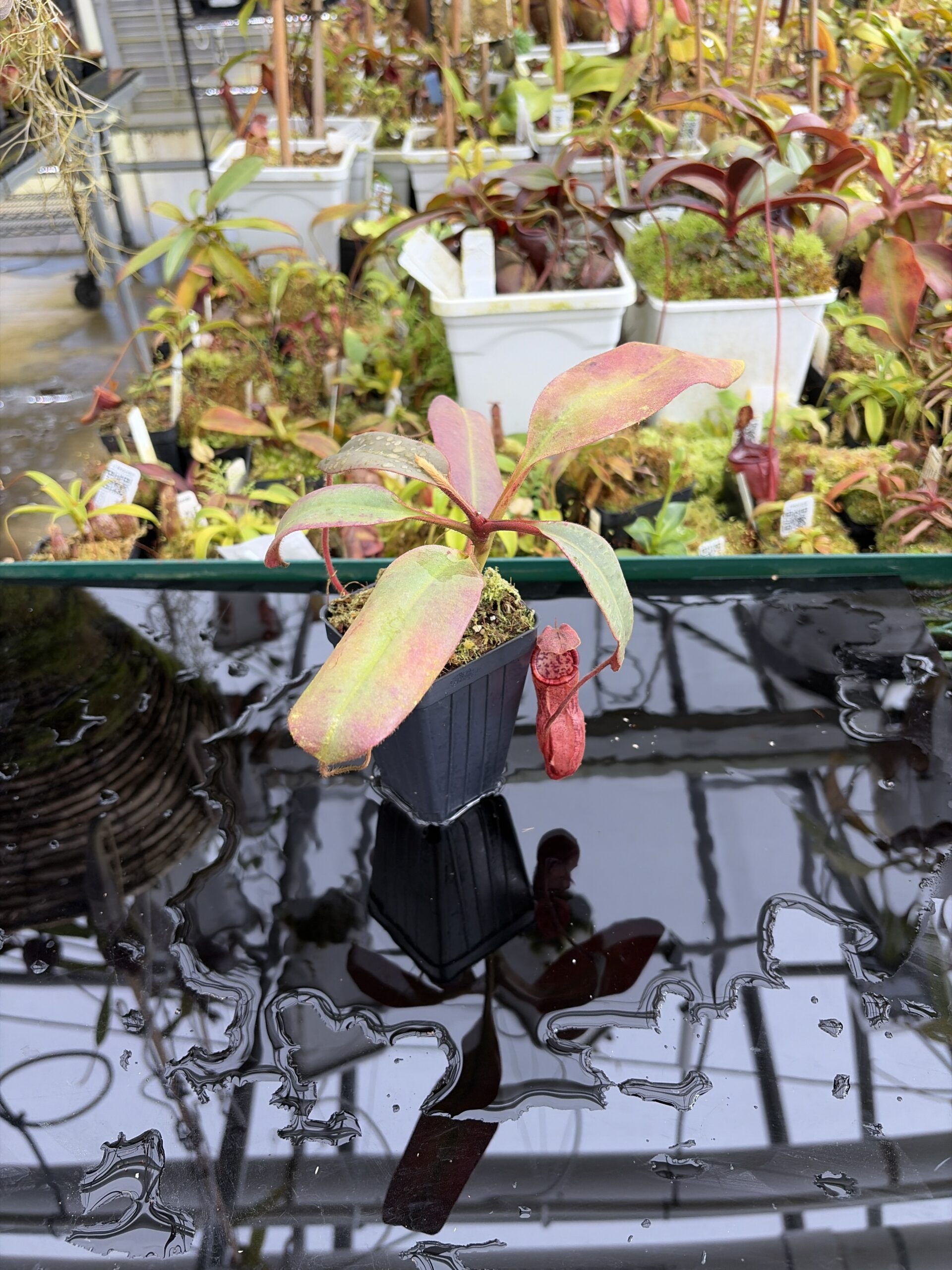 Close Up of Nepenthes peltata | Borneo Exotics | BE-4025 | IN27337