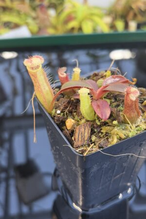 Close Up of Nepenthes peltata x edwardsiana | Andreas Wistuba | AW-07 | IN27441