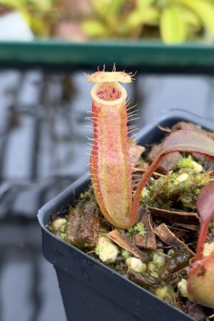Close Up of Nepenthes peltata x edwardsiana | Andreas Wistuba | AW-09 | IN27118