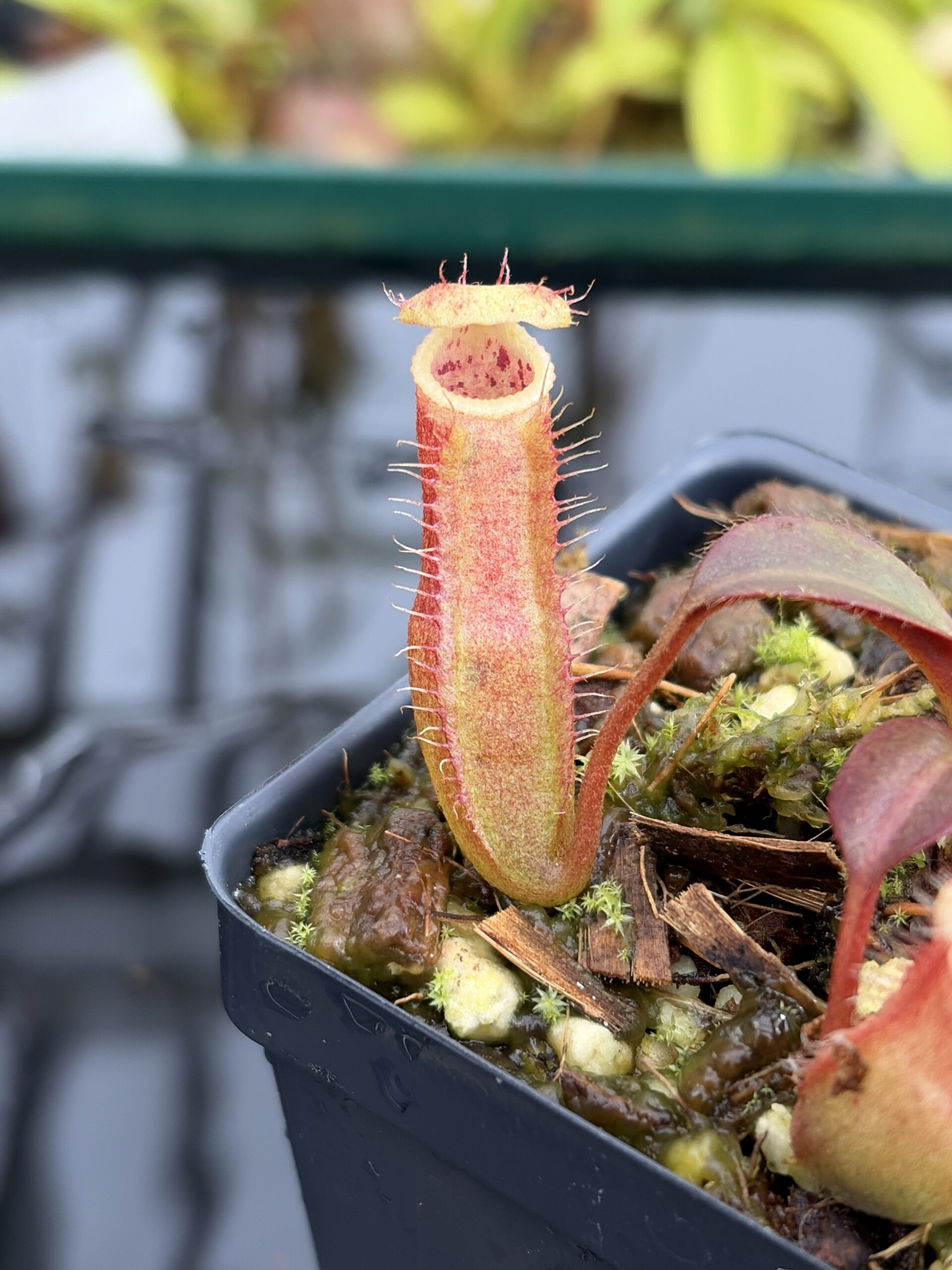 Close Up of Nepenthes peltata x edwardsiana | Andreas Wistuba | AW-09 | IN27118