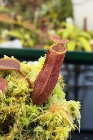 Close Up of Nepenthes peltata x mollis | Andreas Wistuba | AW-(ISC) | IN27325