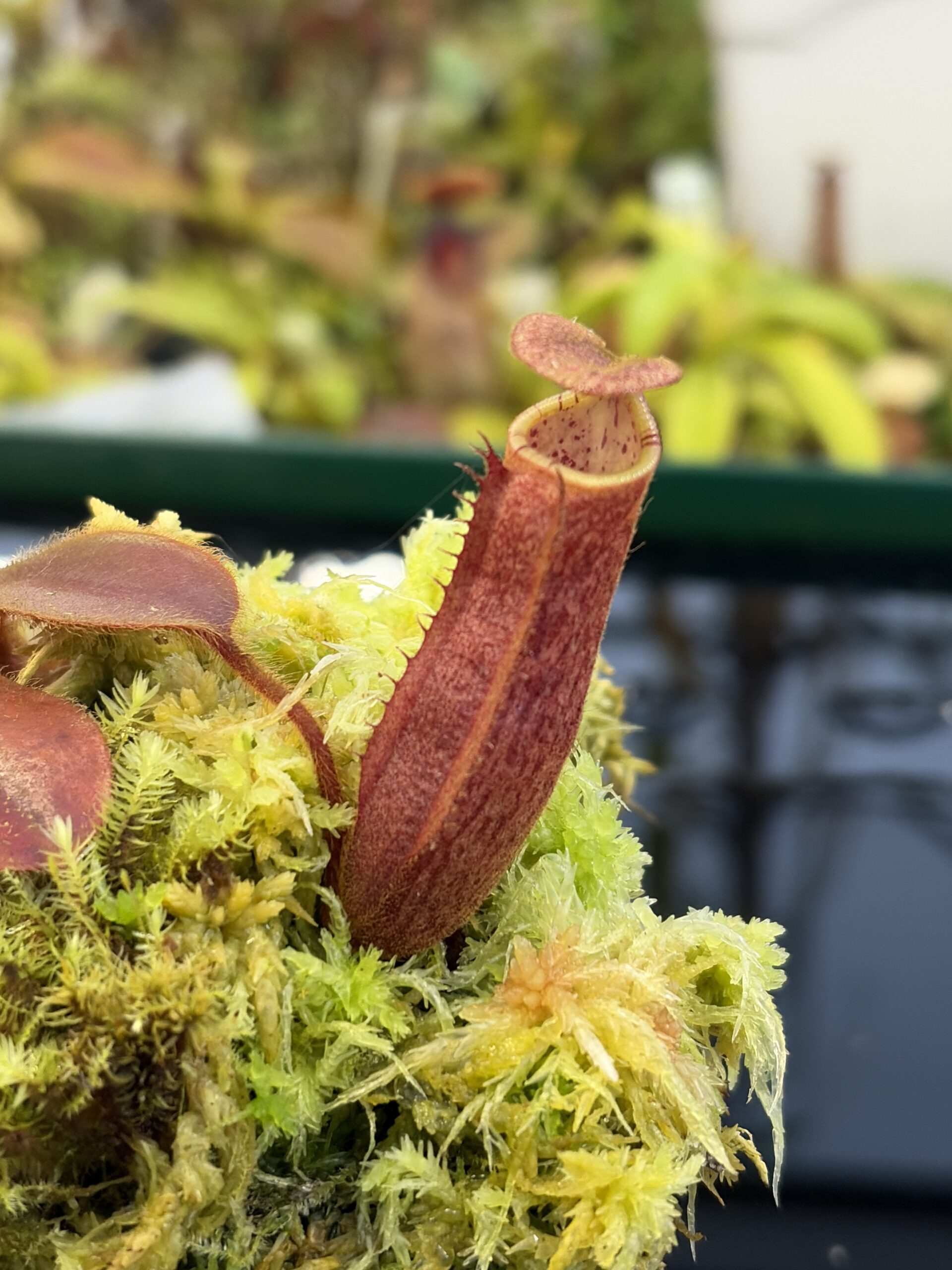 Close Up of Nepenthes peltata x mollis | Andreas Wistuba | AW-(ISC) | IN27325