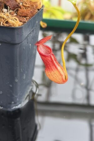 Close Up of Nepenthes pervillei | Borneo Exotics | BE-3839 | L27099