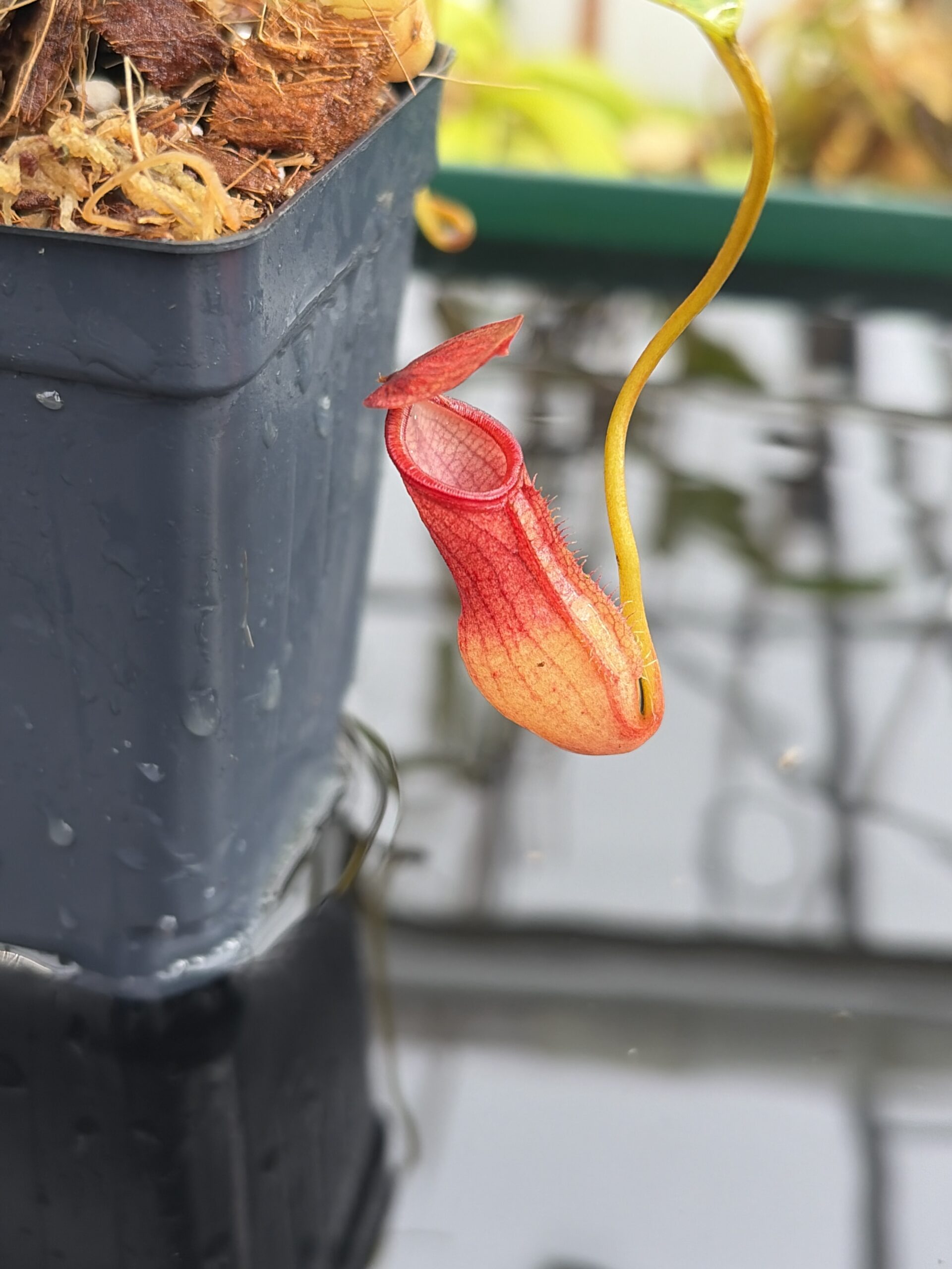 Close Up of Nepenthes pervillei | Borneo Exotics | BE-3839 | L27099
