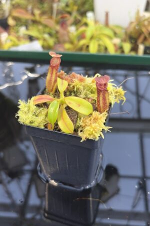 Close Up of Nepenthes pulchra (Kiamo Mindanao Philippines) | Andreas Wistuba | AW-01 | H27435