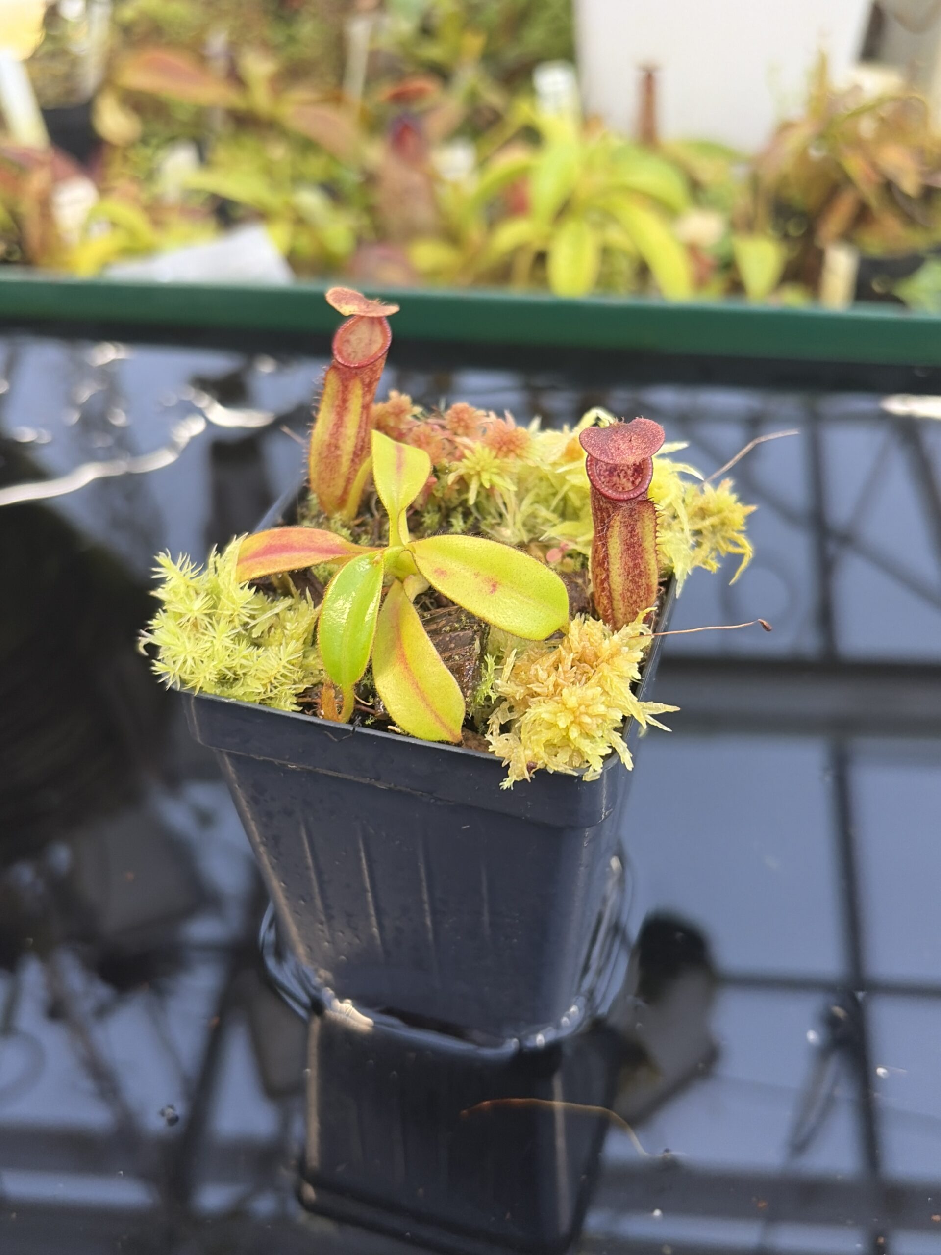 Close Up of Nepenthes pulchra (Kiamo Mindanao Philippines) | Andreas Wistuba | AW-01 | H27435