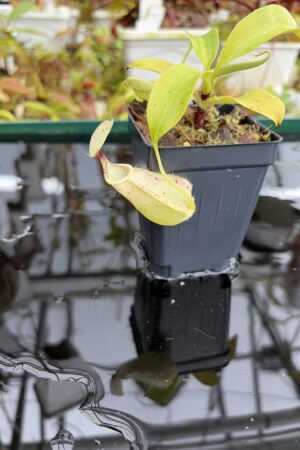 Close Up of Nepenthes rafflesiana | Borneo Exotics | BE-4571 | L27051