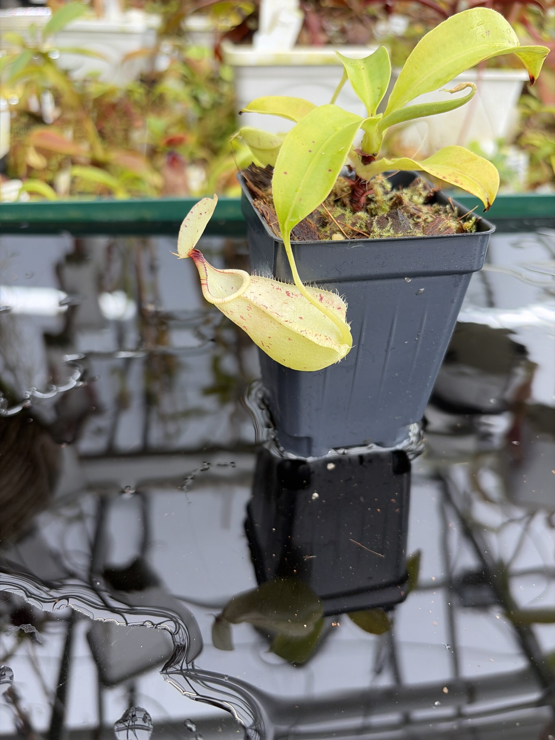 Close Up of Nepenthes rafflesiana | Borneo Exotics | BE-4571 | L27051