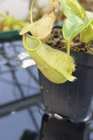 Close Up of Nepenthes rafflesiana | Borneo Exotics | BE-4571 | L27233