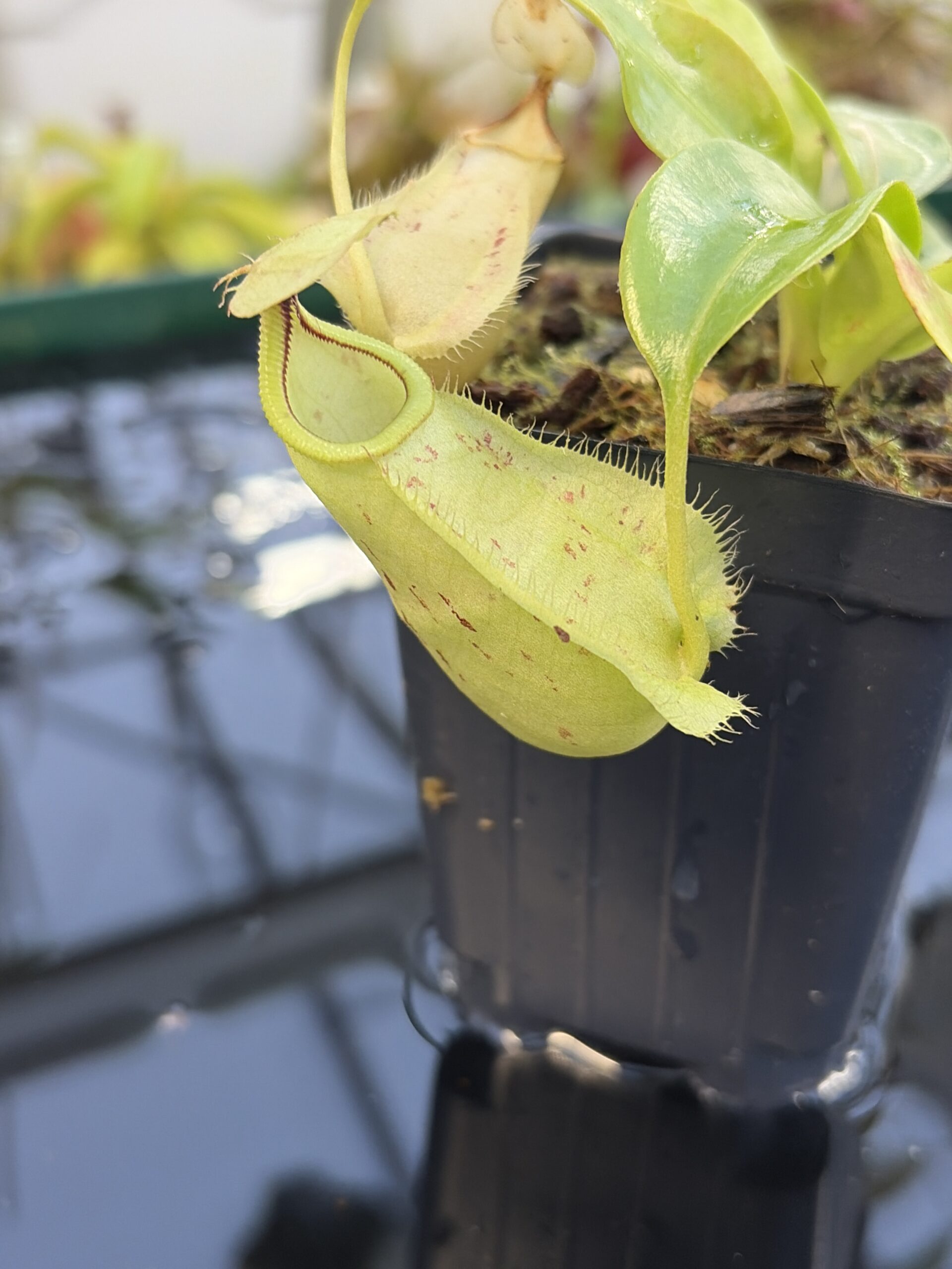 Close Up of Nepenthes rafflesiana | Borneo Exotics | BE-4571 | L27233