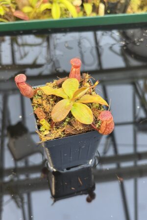 Close Up of Nepenthes rajah | Borneo Exotics | BE-3152 | H27085