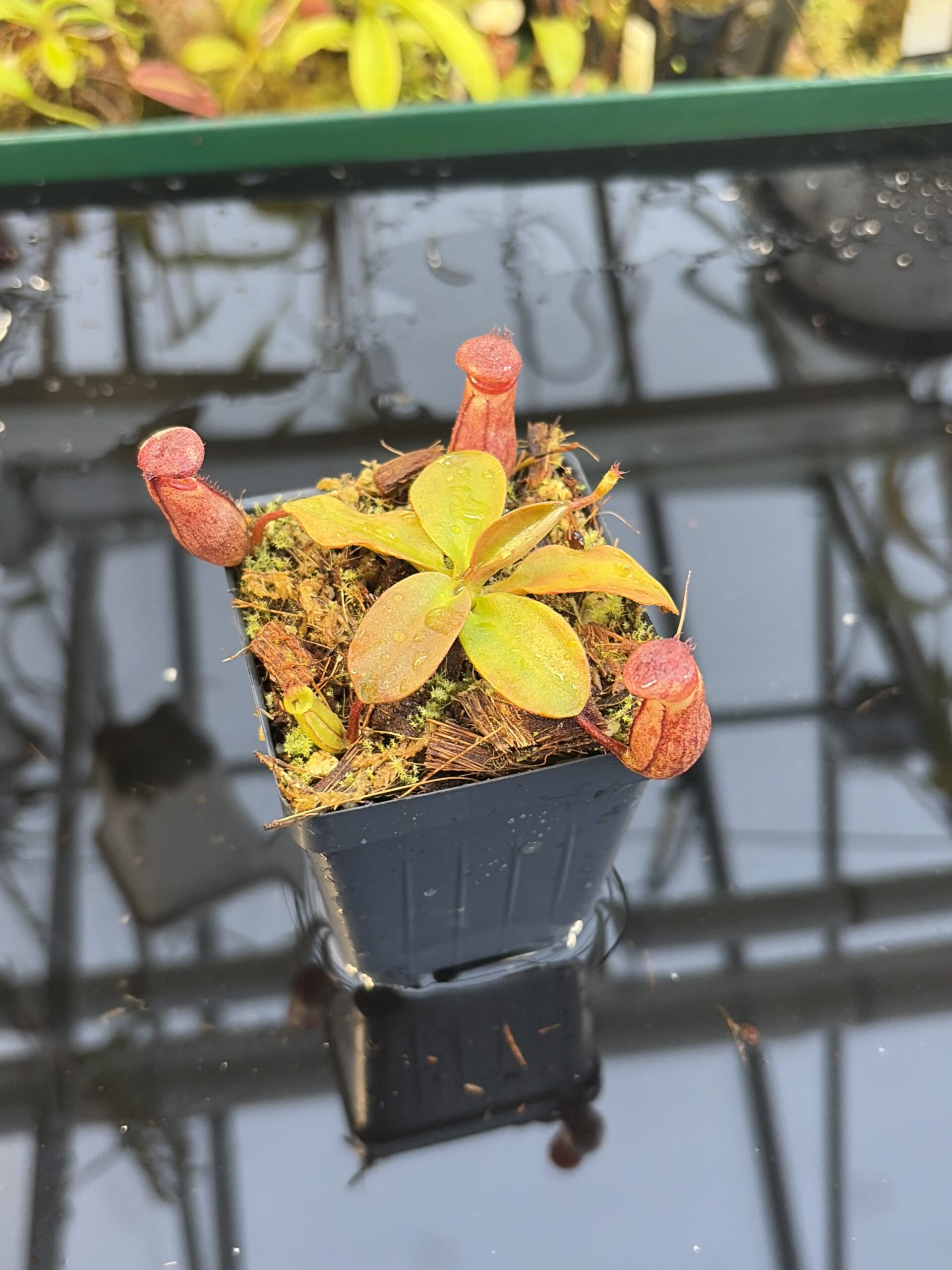 Close Up of Nepenthes rajah | Borneo Exotics | BE-3152 | H27085
