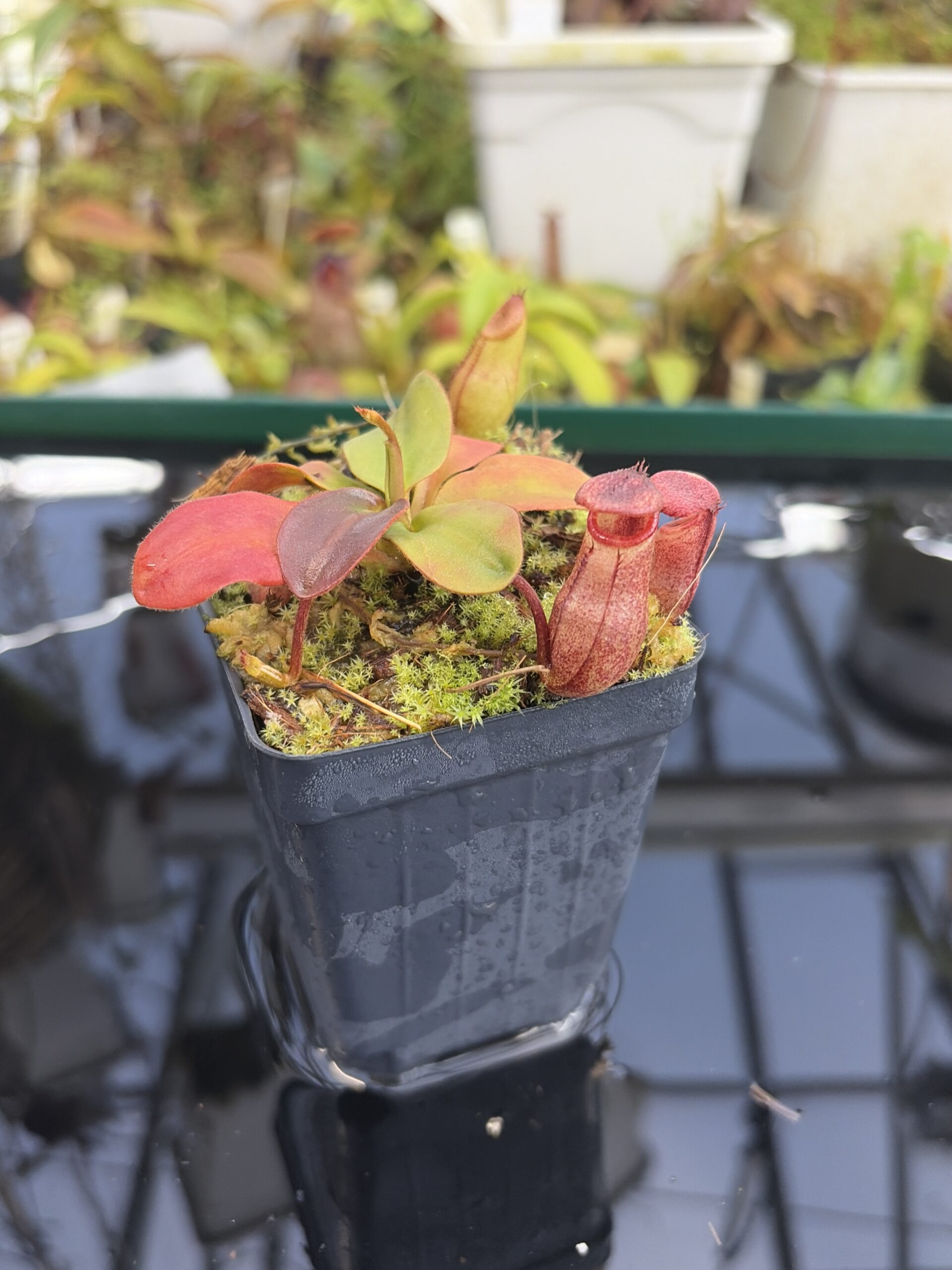 Close Up of Nepenthes rajah | Borneo Exotics | BE-3152 | H27419