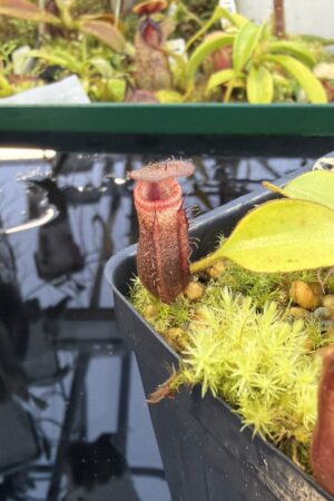 Close Up of Nepenthes rajah x Trusmadiensis | Andreas Wistuba | AW-RSC | H27438