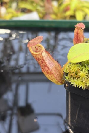 Close Up of Nepenthes rajah x eymae | Florae Collaborative | FC-074.IC | H27231