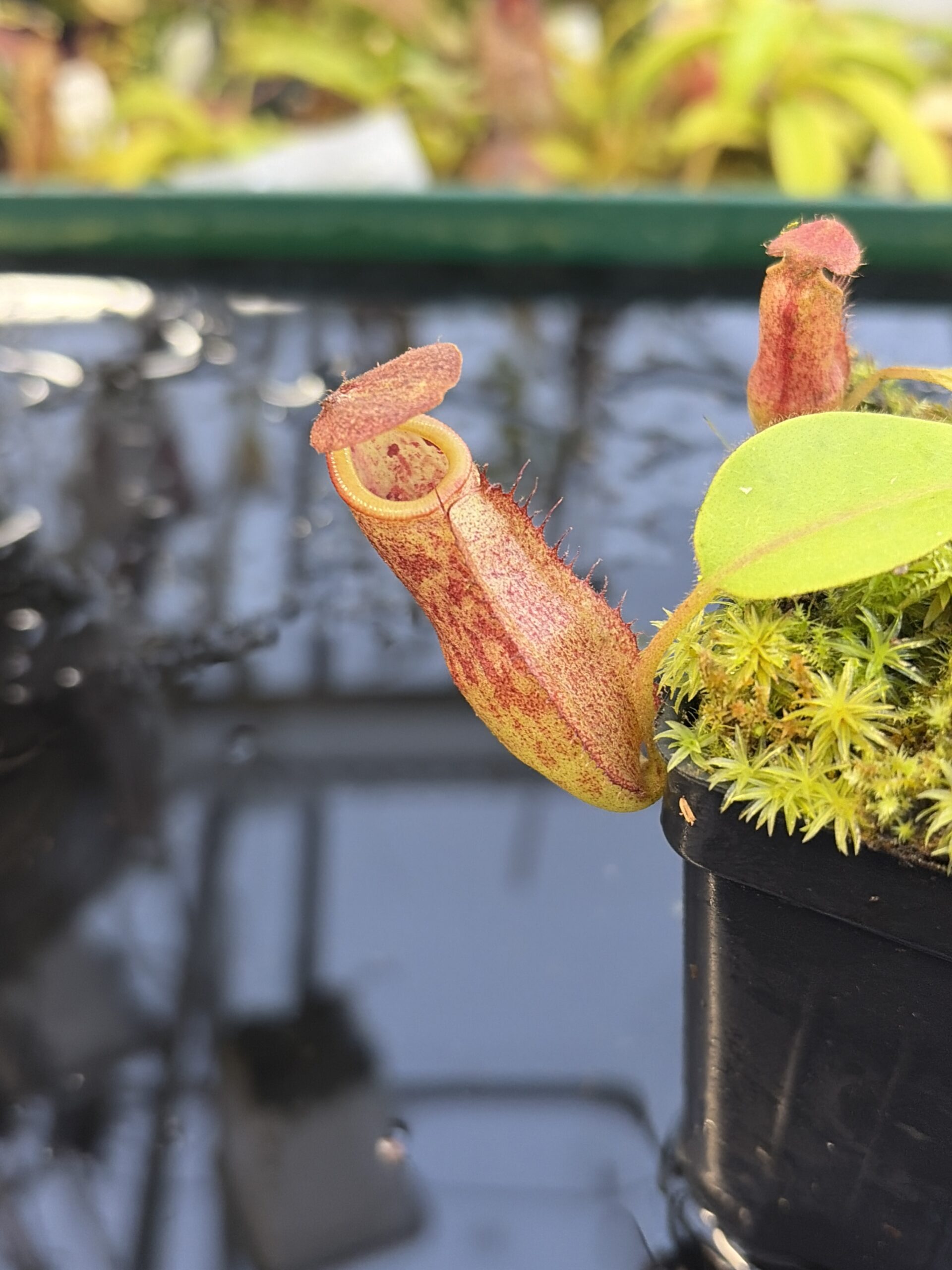 Close Up of Nepenthes rajah x eymae | Florae Collaborative | FC-074.IC | H27231