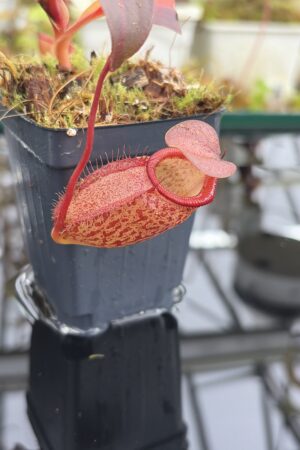 Close Up of Nepenthes rajah x gymnamphora | Borneo Exotics | BE-4575 | H27121