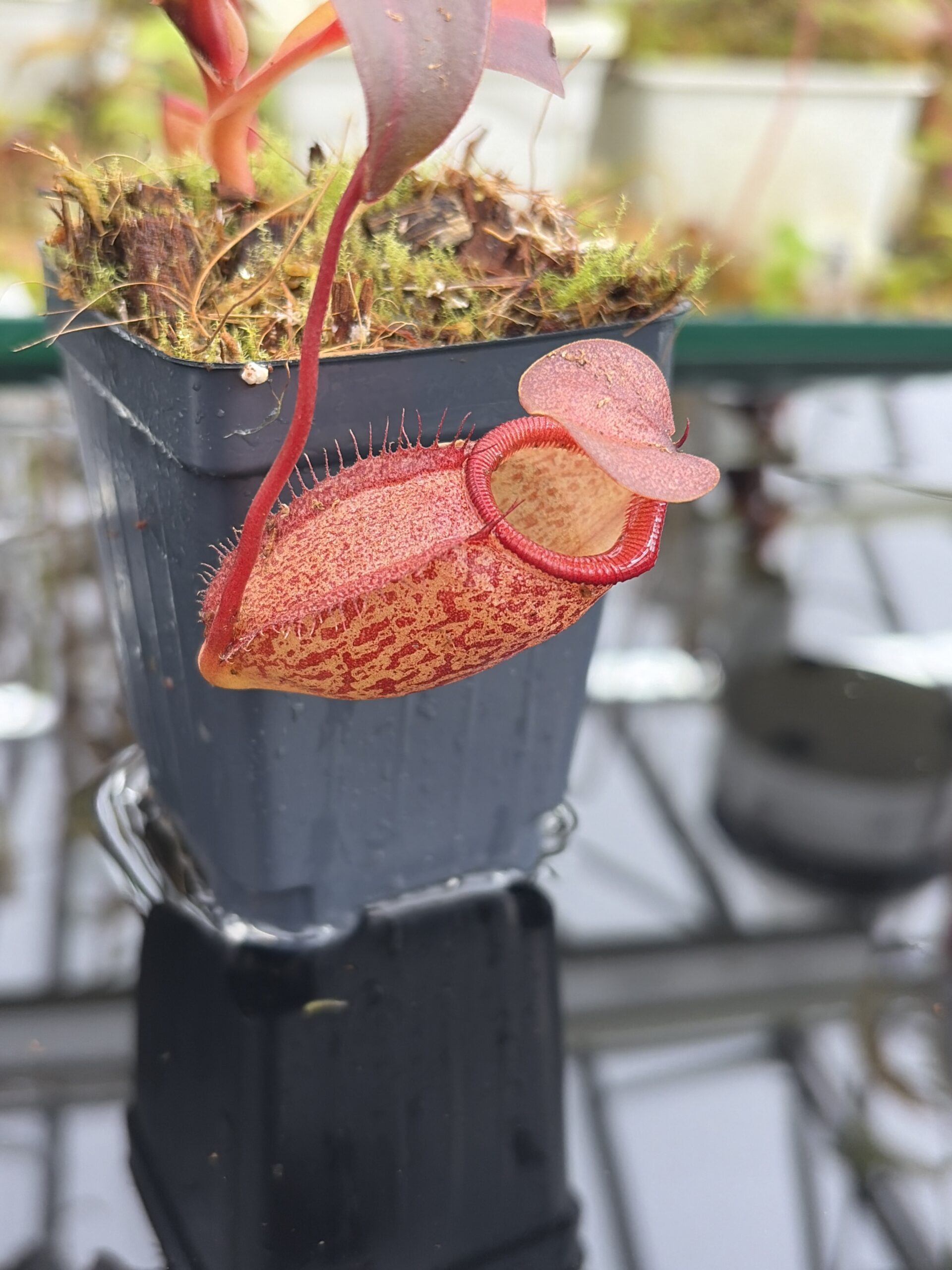 Close Up of Nepenthes rajah x gymnamphora | Borneo Exotics | BE-4575 | H27121