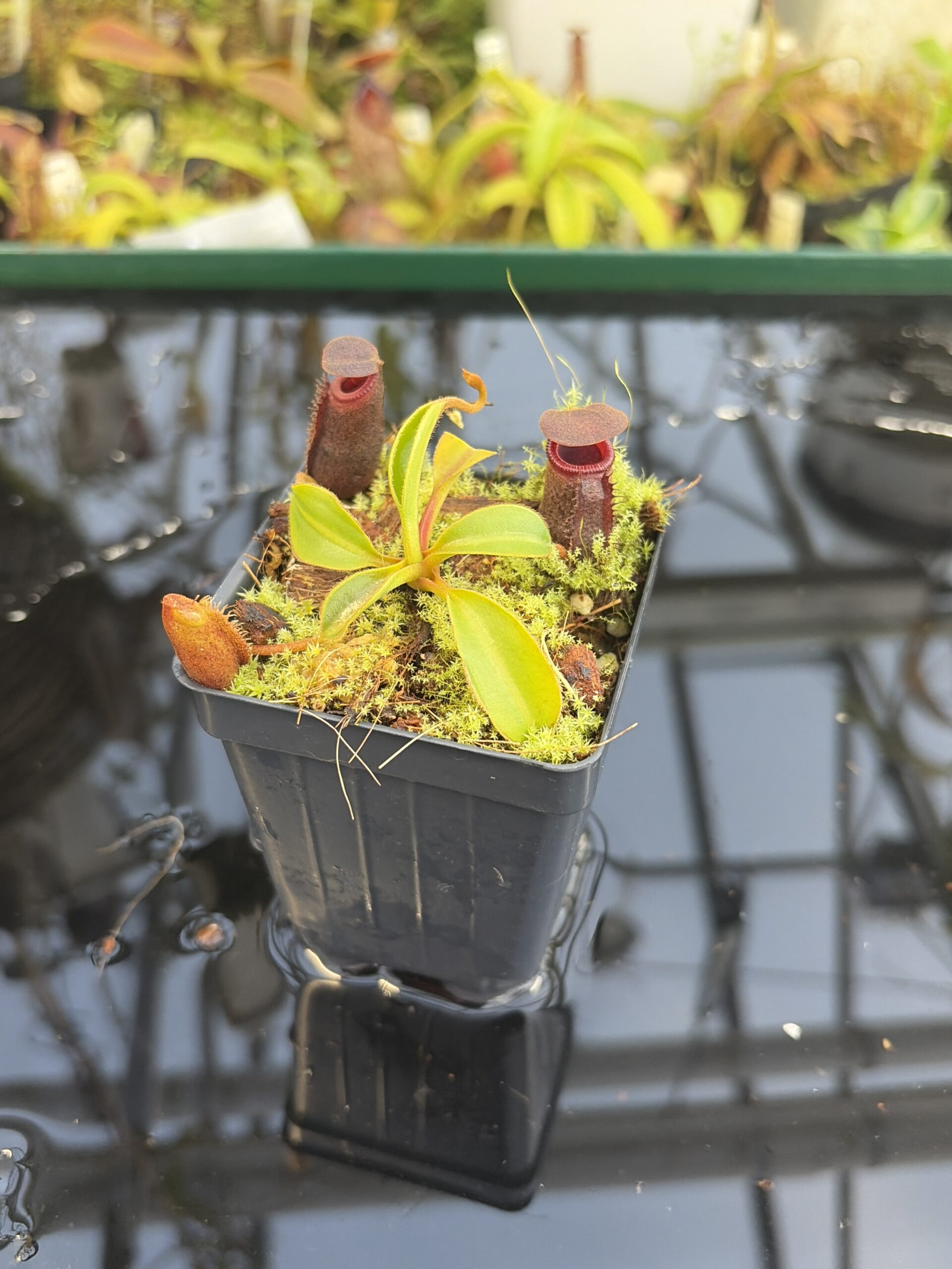 Close Up of Nepenthes rajah x lowii | Borneo Exotics | BE-4529 | H27429