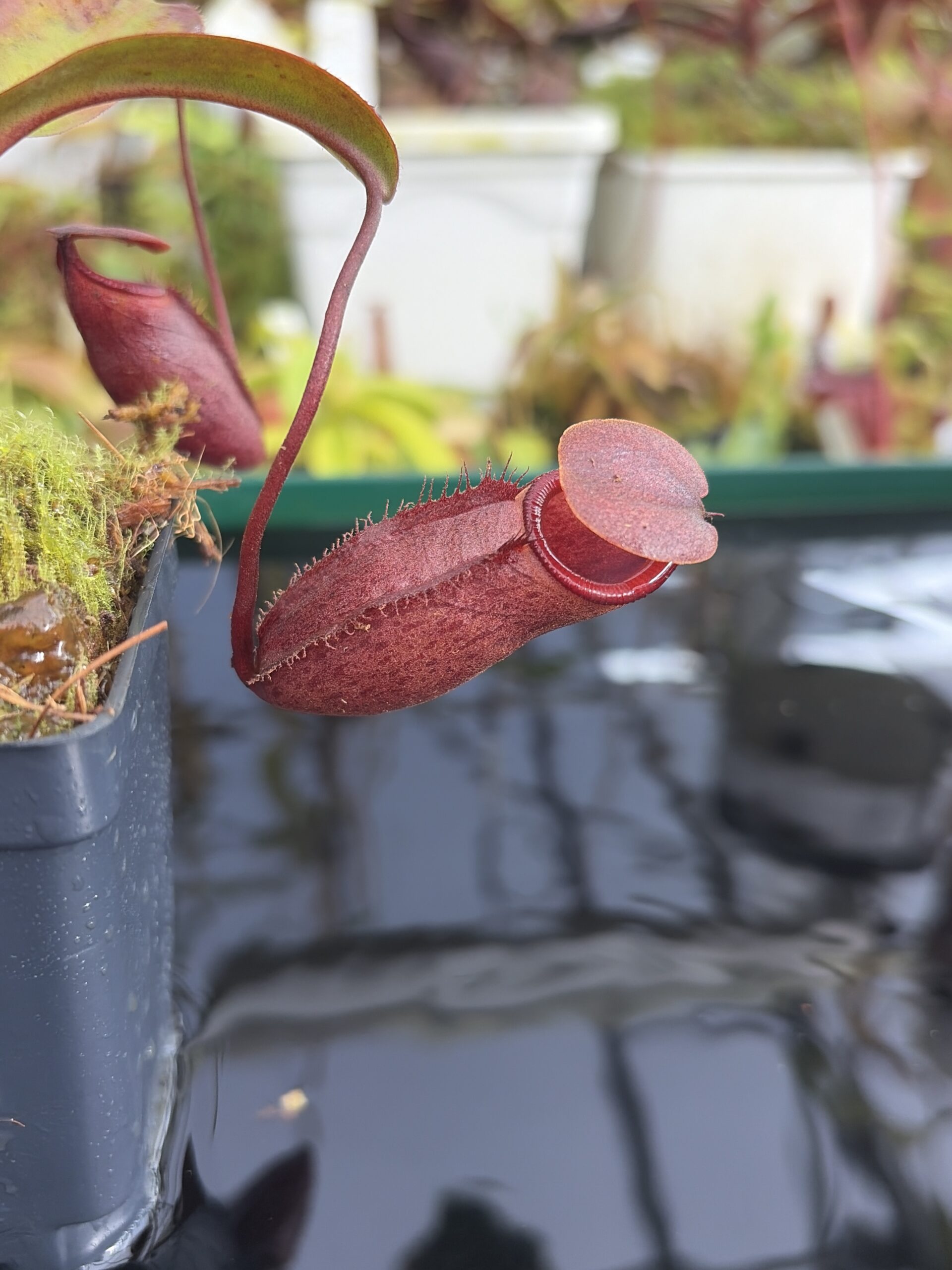 Close Up of Nepenthes rajah x mira | Borneo Exotics | BE-3518 | H27397
