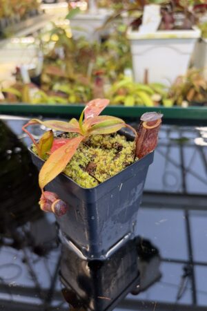 Close Up of Nepenthes rajah x tenuis | Borneo Exotics | BE-4083 | H27084