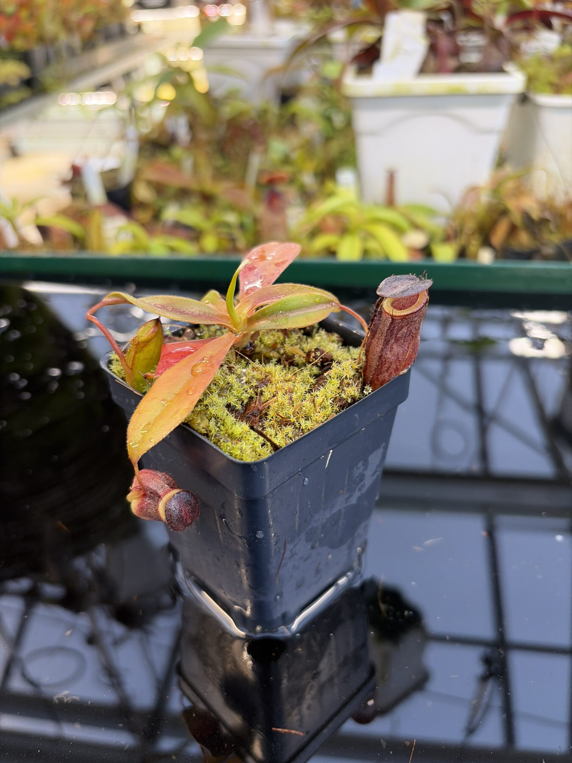Close Up of Nepenthes rajah x tenuis | Borneo Exotics | BE-4083 | H27084