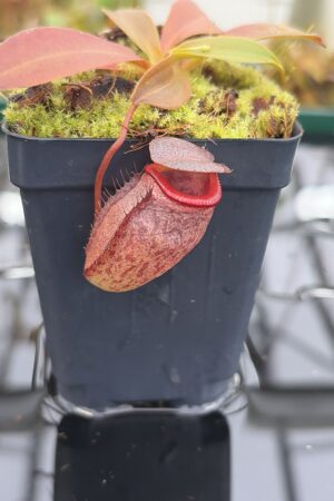 Close Up of Nepenthes rajah x tenuis | Borneo Exotics | BE-4083 | H27165