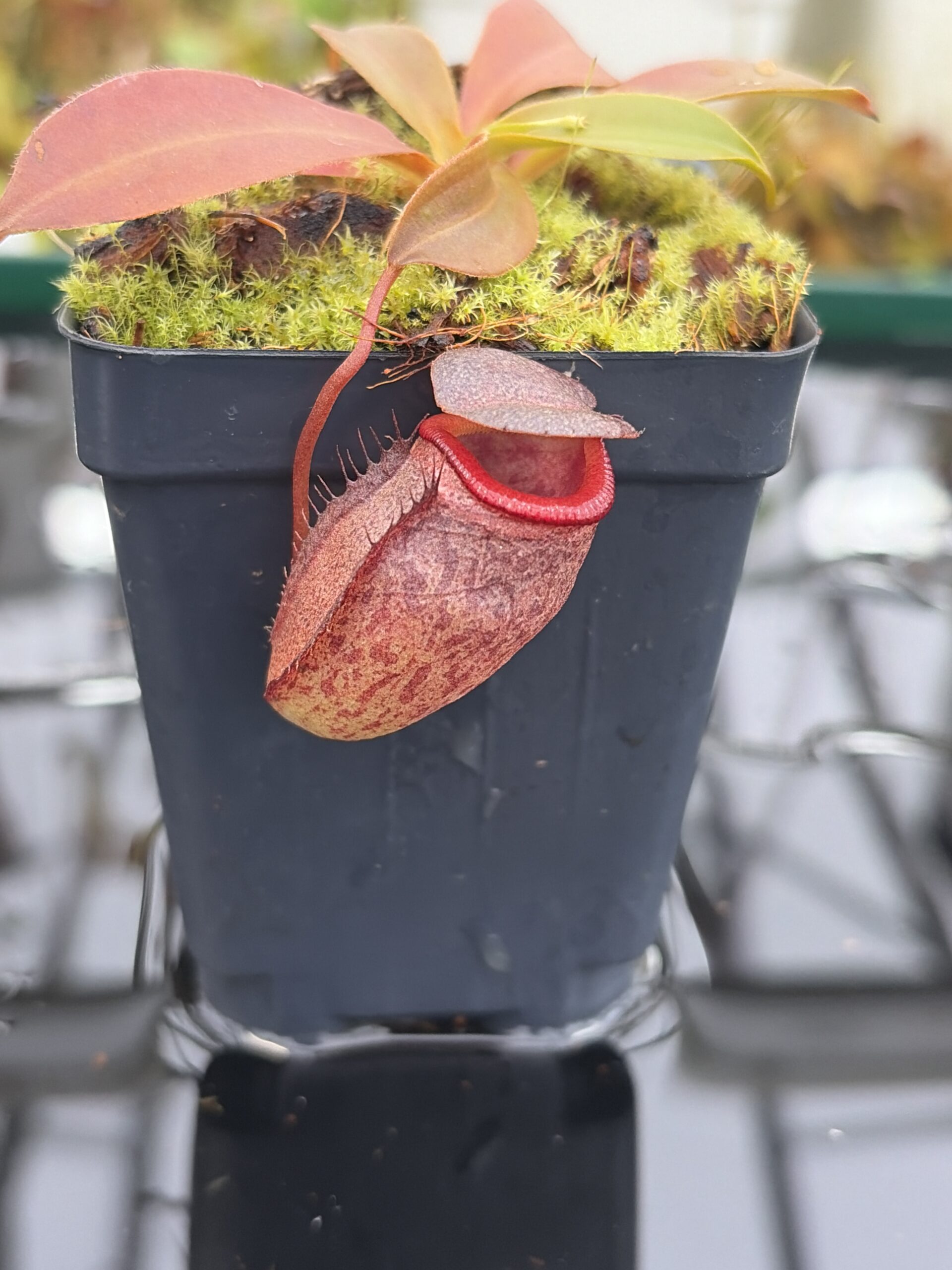 Close Up of Nepenthes rajah x tenuis | Borneo Exotics | BE-4083 | H27165