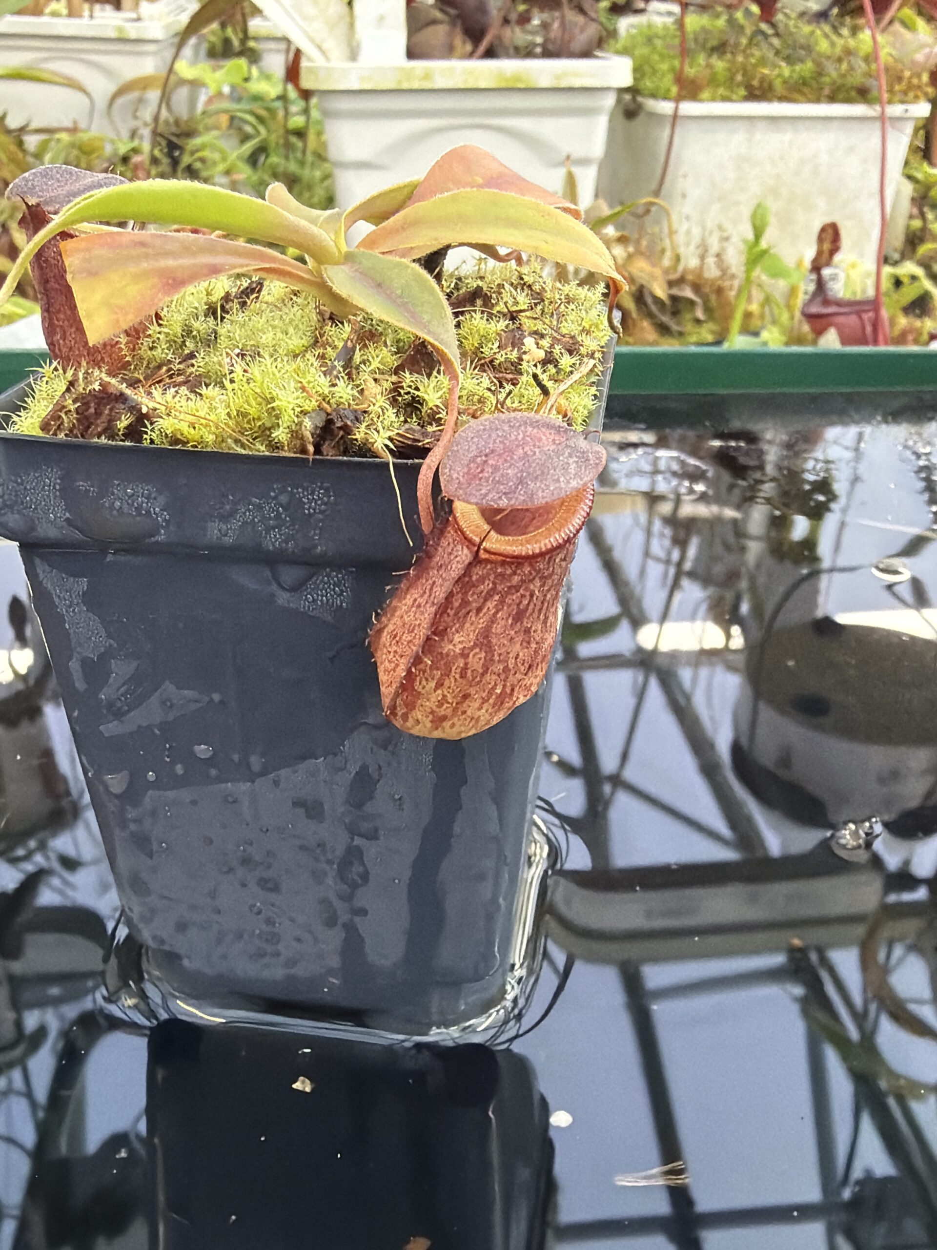 Close Up of Nepenthes rajah x tenuis | Borneo Exotics | BE-4083 | H27428