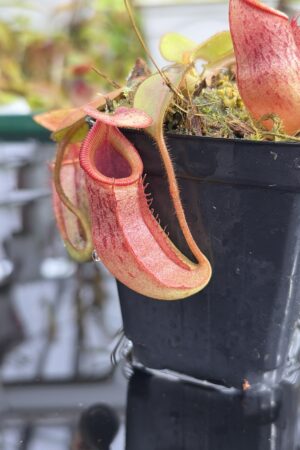 Close Up of Nepenthes rajah x veitchii | Borneo Exotics | BE-3730 | H27113