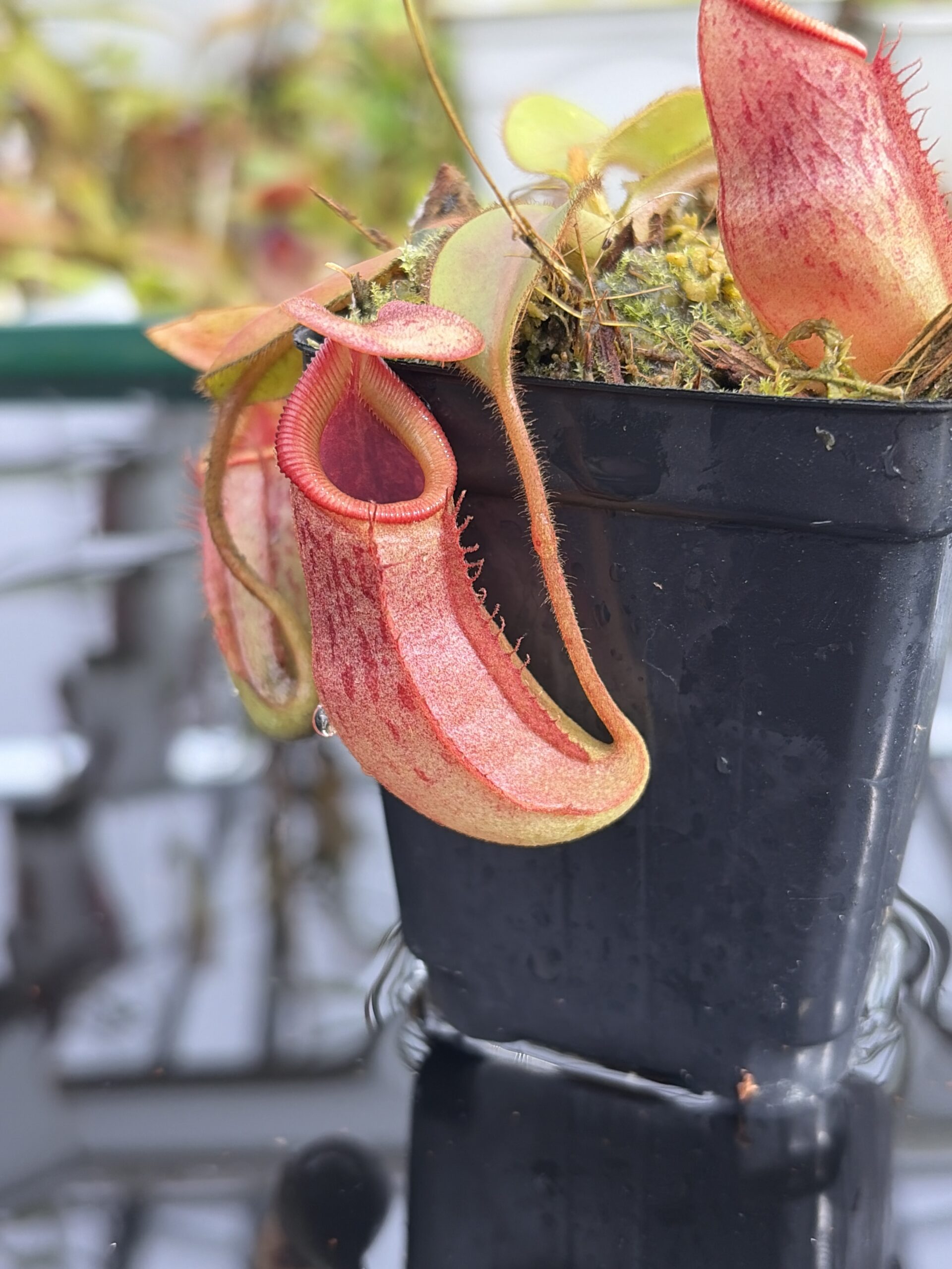 Close Up of Nepenthes rajah x veitchii | Borneo Exotics | BE-3730 | H27113
