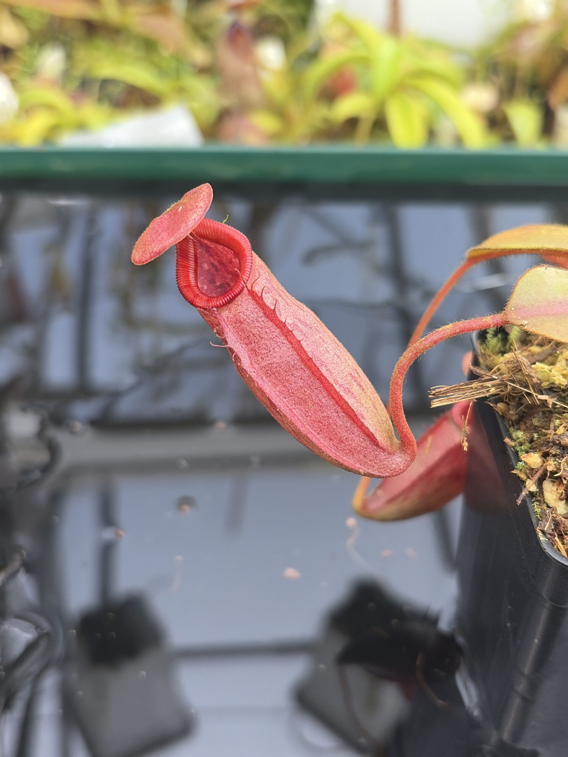Close Up of Nepenthes rajah x veitchii | Borneo Exotics | BE-3730 | H27407