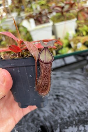Close Up of Nepenthes ramispina x hamata | Borneo Exotics | BE-4569 | H27120