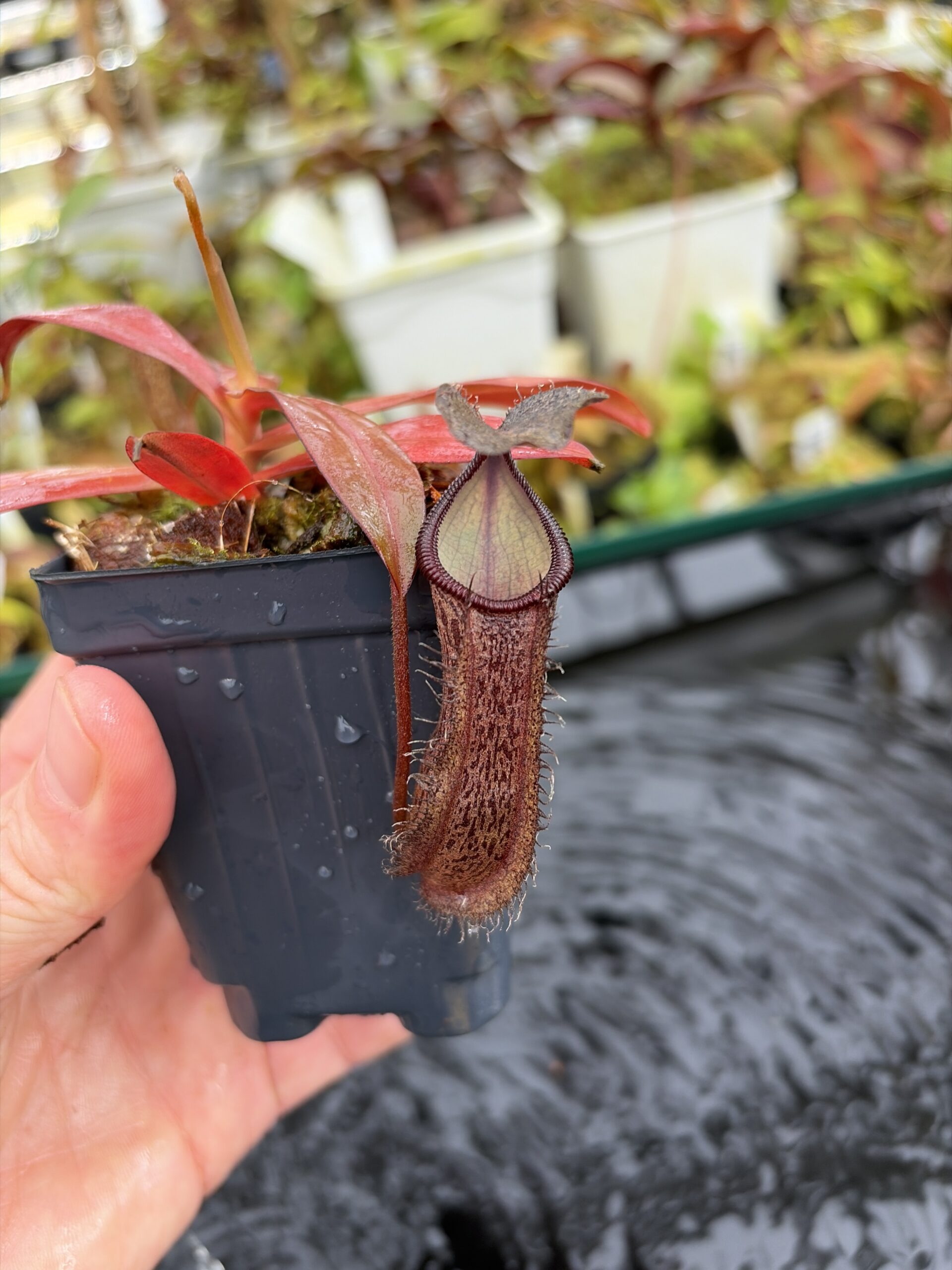 Close Up of Nepenthes ramispina x hamata | Borneo Exotics | BE-4569 | H27120