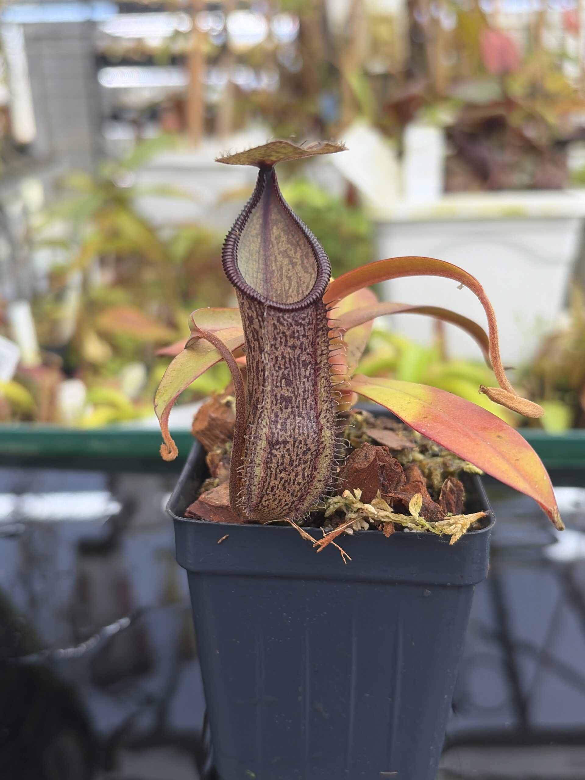 Close Up of Nepenthes ramispina x hamata | Borneo Exotics | BE-4569 | H27402