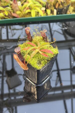 Close Up of Nepenthes ramispina x singalana | Borneo Exotics | BE-3829 | H27082